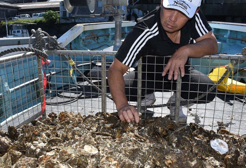 Un criador con gorra y camiseta negra revisa un montón de ostras en la cubierta de un barco, junto a una valla metálica
